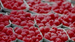 Gobierno celebra por cerezas y berries: exportaciones acumulan 15 meses de aumento sostenido