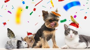 VIDEO -  Cómo proteger a tus mascotas del estrés por fuegos artificiales en Año Nuevo