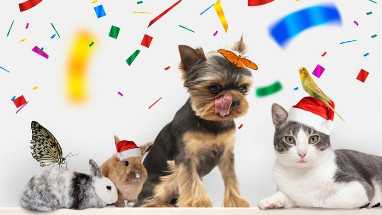 VIDEO -  Cómo proteger a tus mascotas del estrés por fuegos artificiales en Año Nuevo