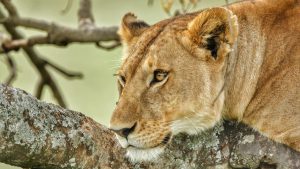 La dramática historia del joven asesinado por una leona en un zoológico de Brasil