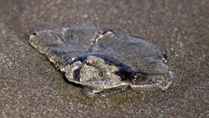 Cierran playas de El Tabo por fragata portuguesa: cómo actuar ante una picadura y prevenir riesgos