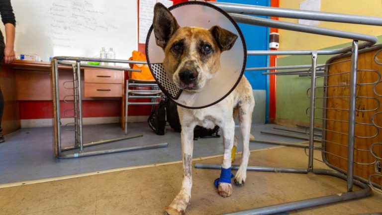 Cómo funciona el sitio web para buscar mascotas perdidas por los incendios forestales del sur