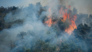 Conaf: Contraloría detecta falencias en gestión de incendios forestales en La Araucanía