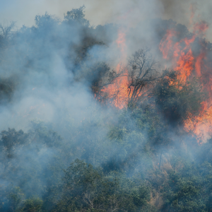 Conaf: Contraloría detecta falencias en gestión de incendios forestales en La Araucanía