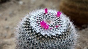 Aguas Horizonte y PUCV desarrollan estudio para proteger cactus endémico del norte de Chile