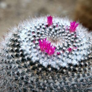 Aguas Horizonte y PUCV desarrollan estudio para proteger cactus endémico del norte de Chile
