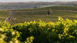 Viña Concha y Toro refuerza su compromiso con la reducción del CO2