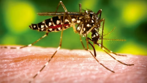 ONG asegura que el dengue llegará a Chile y llama a planificar cómo se lo enfrentará