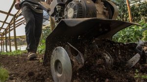 Avellana reemplaza a la cereza como nuevo producto estrella de exportación en Chile