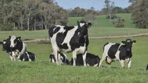 Hasta 15 mil litros extra por hectárea: detectan potencial lechero en regiones del sur