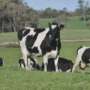 Hasta 15 mil litros extra por hectárea: detectan potencial lechero en regiones del sur