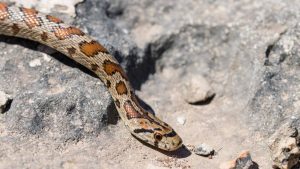 Serpiente cascabel suelta en San Antonio: SAG confirma operativo de búsqueda