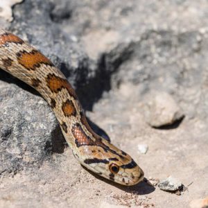 Serpiente cascabel suelta en San Antonio: SAG confirma operativo de búsqueda