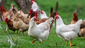 SAG suspende exportaciones avícolas tras detectar influenza aviar en planta industrial en la RM