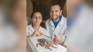 Científicos chilenos descubren nueva especie de pulpo que amplía la biodiversidad del Pacífico suroriental
