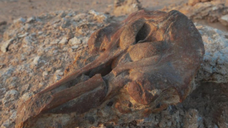 Atacama reconstruye 400 millones de años de historia: el mayor mapa fósil regional de Chile