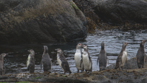 Protección del pingüino de Humboldt y descontaminación del lago Villarrica: las razones del Ejecutivo para retirar 43 decretos ambientales