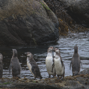 Protección del pingüino de Humboldt y descontaminación del lago Villarrica: las razones del Ejecutivo para retirar 43 decretos ambientales