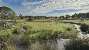 Estudio cuestiona antigüedad de Monte Verde y reabre debate sobre el poblamiento de América