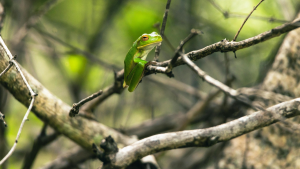 Tras su reingreso: Contraloría da luz verde al decreto que protege a la ranita de Darwin