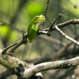 Tras su reingreso: Contraloría da luz verde al decreto que protege a la ranita de Darwin