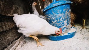 Crisis avícola: 600 mil gallinas serán sacrificadas por influenza aviar en Chile