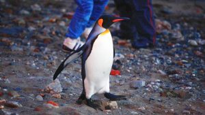 Confirman que el pingüino emperador y el lobo marino están en peligro de extinción