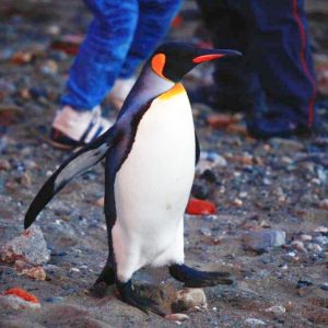 Confirman que el pingüino emperador y el lobo marino están en peligro de extinción