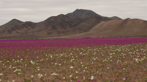 Desierto de Atacama acumula potencial científico: descubren que cepas del lugar más seco del mundo protegen fruta de exportación