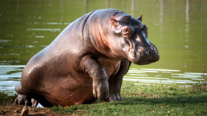 Por qué Colombia decidió sacrificar los hipopótamos de Pablo Escobar