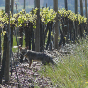 Fauna nativa reduce plagas en viñedos y ayuda a conservar 43 mil hectáreas de bosques