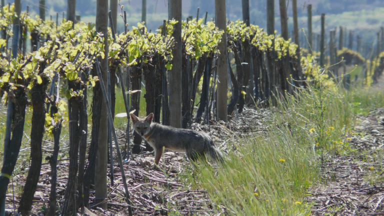 Fauna nativa reduce plagas en viñedos y ayuda a conservar 43 mil hectáreas de bosques