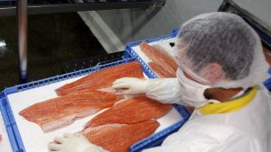 Ley miscelánea impulsa a salmoneras: actividad podría crecer hasta 8% y evitará que trámites pasen por el SEA