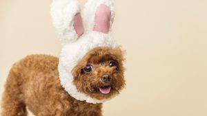 VIDEO - Huevitos de Pascua: los chocolates que tu perro nunca debería “probar ni por curiosidad”