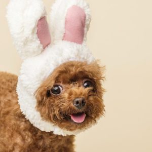 VIDEO - Huevitos de Pascua: los chocolates que tu perro nunca debería “probar ni por curiosidad”