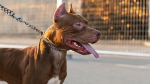 Tribunal fija indemnización por brutal ataque de perro a niño en condominio