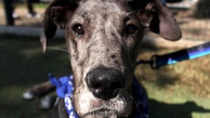 Estudio de la UC desata polémica por sugerir eutanasia para mascotas sin dueño