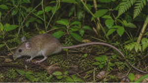 Hantavirus: cambio climático amplía riesgo de propagación a otras zonas de Chile