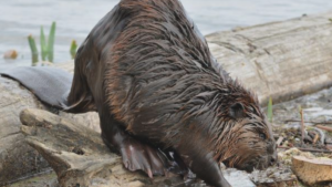 Día de la Biodiversidad: Siete especies invasoras generan pérdidas de US$88 millones anuales en Chile