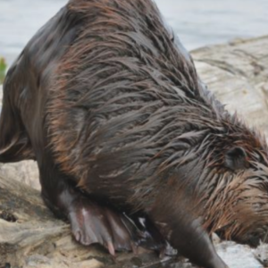 Día de la Biodiversidad: Siete especies invasoras generan pérdidas de US$88 millones anuales en Chile