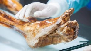 Científicos encuentran ecosistema microbiano activo en la momia más antigua de Europa y hacen pan con él