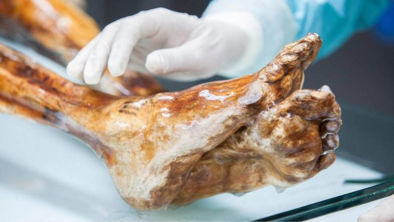 Científicos encuentran levaduras que podrían haberse reactivado en la momia más antigua de Europa y hacen pan con ellas