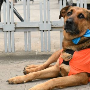 Quién cuida a los perritos comunitarios del Congreso, los acompañantes silenciosos de la Cuenta Pública