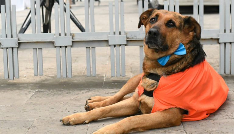 Quién cuida a los perritos comunitarios del Congreso, los acompañantes silenciosos de la Cuenta Pública