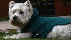 “Ley Balto” busca endurecer penas por maltrato animal y cerrar vacíos de la Ley Cholito