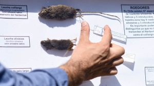 Qué significa la Alerta Sanitaria por hantavirus entre Atacama y Magallanes