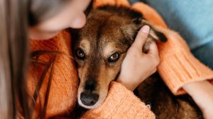 ¿Tu perro tose o está decaído? Estas son las enfermedades que aumentan durante el invierno