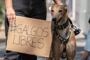 Cámara de Diputados entrega amplio respaldo a prohibición de carreras de perros galgos