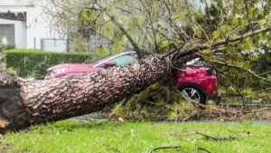 Tras fuertes vientos en la RM: quién responde si cae un árbol sobre un auto en la calle