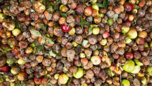 Chile lidera el desperdicio semanal de alimentos en América Latina